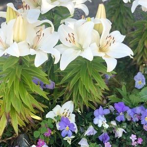 Meet your Posher, Rabia